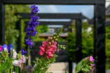 Een moderne tuin als verlengstuk van de woning-Leonardus buiten-architectonische tuin,luxe stadstuin,maatwerk plantenbakken,moderne nieuwbouwtuin,moderne pergola,moderne tuin inspiratie,rijke beplanting tuin,siergrassen tuin,tuin,tuin met meerdere zitplekken,zwarte pergola tuin-Moderne nieuwbouwtuin met pergola en beplanting-OBLY