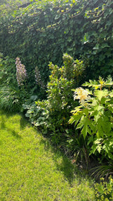 Hamptons tuin met modern zwembad en strakke belijning-The Green Fix-design tuin,exclusieve tuin,Hamptons stijl,Hamptons tuin,houten vlonder,luxe buitenleven,luxe tuin,moderne buitenruimte,natuurlijke beplanting,strakke tuin,The Green Fix,tuin met zwembad,zwembad tuin-OBLY