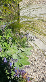 Natuurlijke stadstuin met organische beplanting-The Green Fix-biodiverse tuin,duurzame tuin,grindpad tuin,groene tuin,natuurlijke beplanting,natuurlijke stadstuin,onderhoudsvriendelijke tuin,organische tuin,siergrassen,stadstuin,staptegels tuin,The Green Fix,vaste planten-Natuurlijke stadstuin met organische beplanting | The Green Fix-OBLY