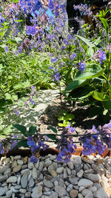 Natuurlijke stadstuin met organische beplanting-The Green Fix-biodiverse tuin,duurzame tuin,grindpad tuin,groene tuin,natuurlijke beplanting,natuurlijke stadstuin,onderhoudsvriendelijke tuin,organische tuin,siergrassen,stadstuin,staptegels tuin,The Green Fix,vaste planten-Natuurlijke stadstuin met organische beplanting | The Green Fix-OBLY