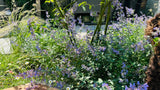 Natuurlijke stadstuin met organische beplanting-The Green Fix-biodiverse tuin,duurzame tuin,grindpad tuin,groene tuin,natuurlijke beplanting,natuurlijke stadstuin,onderhoudsvriendelijke tuin,organische tuin,siergrassen,stadstuin,staptegels tuin,The Green Fix,vaste planten-Natuurlijke stadstuin met organische beplanting | The Green Fix-OBLY