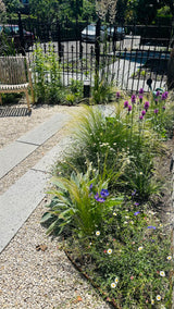 Natuurlijke stadstuin met organische beplanting-The Green Fix-biodiverse tuin,duurzame tuin,grindpad tuin,groene tuin,natuurlijke beplanting,natuurlijke stadstuin,onderhoudsvriendelijke tuin,organische tuin,siergrassen,stadstuin,staptegels tuin,The Green Fix,vaste planten-Natuurlijke stadstuin met organische beplanting | The Green Fix-OBLY