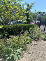 Natuurlijke stadstuin met organische beplanting-The Green Fix-biodiverse tuin,duurzame tuin,grindpad tuin,groene tuin,natuurlijke beplanting,natuurlijke stadstuin,onderhoudsvriendelijke tuin,organische tuin,siergrassen,stadstuin,staptegels tuin,The Green Fix,vaste planten-Natuurlijke stadstuin met organische beplanting | The Green Fix-OBLY