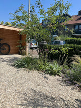 Natuurlijke stadstuin met organische beplanting-The Green Fix-biodiverse tuin,duurzame tuin,grindpad tuin,groene tuin,natuurlijke beplanting,natuurlijke stadstuin,onderhoudsvriendelijke tuin,organische tuin,siergrassen,stadstuin,staptegels tuin,The Green Fix,vaste planten-Natuurlijke stadstuin met organische beplanting | The Green Fix-OBLY