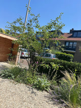 Natuurlijke stadstuin met organische beplanting-The Green Fix-biodiverse tuin,duurzame tuin,grindpad tuin,groene tuin,natuurlijke beplanting,natuurlijke stadstuin,onderhoudsvriendelijke tuin,organische tuin,siergrassen,stadstuin,staptegels tuin,The Green Fix,vaste planten-Natuurlijke stadstuin met organische beplanting | The Green Fix-OBLY