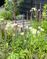 Natuurlijke tuinrenovatie aan monumentaal park in Amstelveen-The Green Fix-biodiverse tuin,Canadees leisteen,duurzame tuin,exclusieve tuin,inheemse beplanting,krentenbomen,luxe tuin,monumentale tuin,natuurlijke tuin,Schellevis beton,The Green Fix,tuinrenovatie,tuinrenovatie Amstelveen-Tuinrenovatie aan monumentaal park | The Green Fix-OBLY