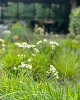Natuurlijke tuinrenovatie aan monumentaal park in Amstelveen-The Green Fix-biodiverse tuin,Canadees leisteen,duurzame tuin,exclusieve tuin,inheemse beplanting,krentenbomen,luxe tuin,monumentale tuin,natuurlijke tuin,Schellevis beton,The Green Fix,tuinrenovatie,tuinrenovatie Amstelveen-Tuinrenovatie aan monumentaal park | The Green Fix-OBLY