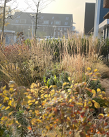 Villatuin aan natuurgebied in Amstelveen-The Green Fix-biodiversiteit,landschappelijke tuin,luxe tuin,moderne villatuin,natuurlijke beplanting,natuurlijke tuin,organische borders,siergrassen,terrassen,The Green Fix,tuin aan natuurgebied,vaste planten,villatuin,villatuin Amstelveen-Villatuin aan natuurgebied in Amstelveen | The Green Fix-OBLY