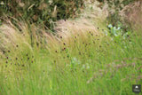 Landelijke tuin op Texel-Jeroen Hamers Tuin- en Landschaparchitect-alle,Tuinen-OBLY
