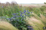 Landelijke tuin op Texel-Jeroen Hamers Tuin- en Landschaparchitect-alle,Tuinen-OBLY