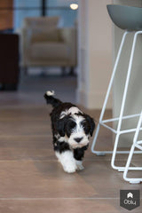 Modern-landelijke keuken in boerderij-Keukenstudio Stormink-alle,Keuken-OBLY