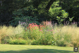 Natuurlijke tuin met vaste planten-Jeroen Hamers Tuin- en Landschaparchitect-alle,Tuinen-OBLY