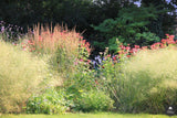 Natuurlijke tuin met vaste planten-Jeroen Hamers Tuin- en Landschaparchitect-alle,Tuinen-OBLY