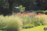 Natuurlijke tuin met vaste planten-Jeroen Hamers Tuin- en Landschaparchitect-alle,Tuinen-OBLY