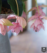 Robuuste vloer met brede planken-The Woodstore-alle,Woonkamer-OBLY