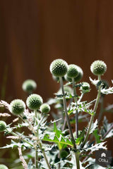 Sfeervolle en groene tuin-Jeroen Hamers Tuin- en Landschaparchitect-alle,Tuinen-OBLY