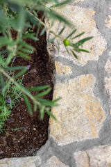 Terrastegels flagstones Bourgogne-Van den Heuvel & Van Duuren-Tuin-Terrastegels in Flagstones Bourgogne-OBLY