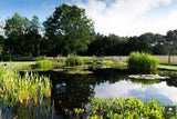 Vogelvriendelijke tuin met twee vijvers-Jeroen Hamers Tuin- en Landschaparchitect-alle,Tuinen-OBLY
