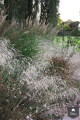 Voortuin-Jeroen Hamers Tuin- en Landschaparchitect-alle,Tuinen-OBLY