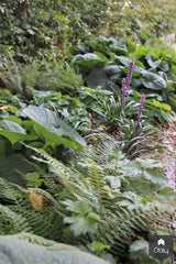 Voortuin-Jeroen Hamers Tuin- en Landschaparchitect-alle,Tuinen-OBLY