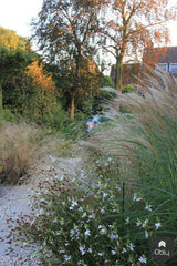 Voortuin-Jeroen Hamers Tuin- en Landschaparchitect-alle,Tuinen-OBLY
