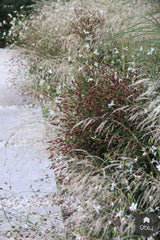 Voortuin-Jeroen Hamers Tuin- en Landschaparchitect-alle,Tuinen-OBLY