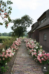 Woonboerderij Steenderen-Le Gîte-alle,Exterieur-OBLY