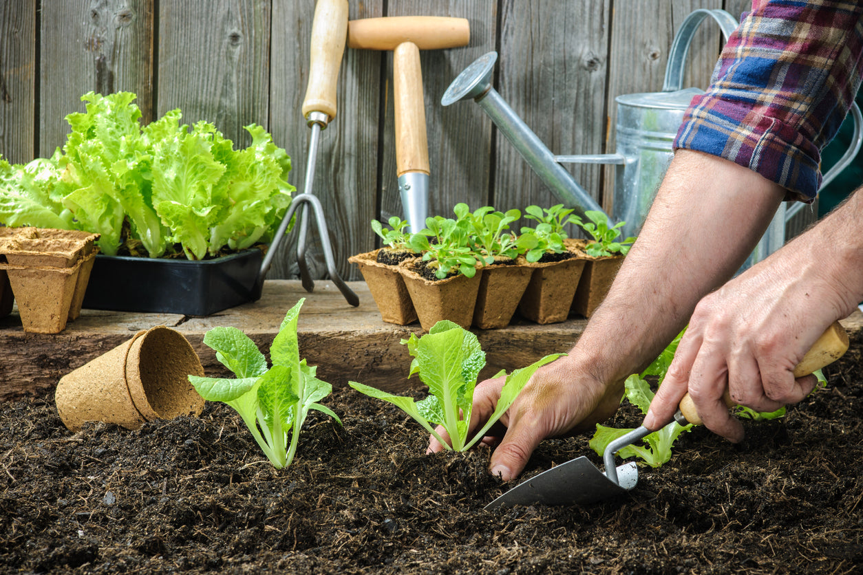 Succesvolle moestuin
