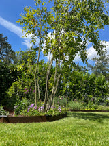 Gezinstuin bij hoekwoning op het noordoosten-GreenPien-gezinstuin inspiratie,groene gezinstuin,hoekwoning tuin,landelijke tuin,tuin,tuin met klinkers,tuin op noordoosten,tuinontwerp hoekwoning-Gezinstuin hoekwoning noordoosten-OBLY