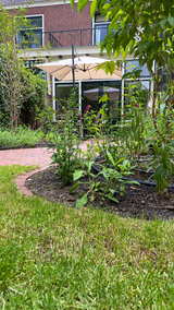 Groene stadstuin met gebogen klinkerpaden en glazen aanbouw-Pien de Bel-glazen aanbouw,groene tuin,klinkerpaden,stadstuin,Tuinontwerp-Groene stadstuin met klinkerpaden en glazen aanbouw-OBLY