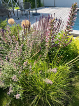 Hamptons tuin met modern zwembad en strakke belijning-The Green Fix-design tuin,exclusieve tuin,Hamptons stijl,Hamptons tuin,houten vlonder,luxe buitenleven,luxe tuin,moderne buitenruimte,natuurlijke beplanting,strakke tuin,The Green Fix,tuin met zwembad,zwembad tuin-OBLY