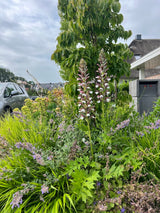 Hamptons tuin met modern zwembad en strakke belijning-The Green Fix-design tuin,exclusieve tuin,Hamptons stijl,Hamptons tuin,houten vlonder,luxe buitenleven,luxe tuin,moderne buitenruimte,natuurlijke beplanting,strakke tuin,The Green Fix,tuin met zwembad,zwembad tuin-OBLY
