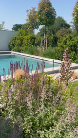 Hamptons tuin met modern zwembad en strakke belijning-The Green Fix-design tuin,exclusieve tuin,Hamptons stijl,Hamptons tuin,houten vlonder,luxe buitenleven,luxe tuin,moderne buitenruimte,natuurlijke beplanting,strakke tuin,The Green Fix,tuin met zwembad,zwembad tuin-OBLY