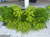 Hamptons tuin met modern zwembad en strakke belijning-The Green Fix-design tuin,exclusieve tuin,Hamptons stijl,Hamptons tuin,houten vlonder,luxe buitenleven,luxe tuin,moderne buitenruimte,natuurlijke beplanting,strakke tuin,The Green Fix,tuin met zwembad,zwembad tuin-OBLY