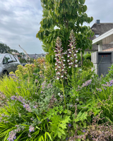 Hamptons tuin met modern zwembad en strakke belijning-The Green Fix-design tuin,exclusieve tuin,Hamptons stijl,Hamptons tuin,houten vlonder,luxe buitenleven,luxe tuin,moderne buitenruimte,natuurlijke beplanting,strakke tuin,The Green Fix,tuin met zwembad,zwembad tuin-OBLY