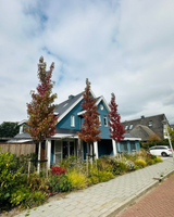 Hamptons tuin met modern zwembad en strakke belijning-The Green Fix-design tuin,exclusieve tuin,Hamptons stijl,Hamptons tuin,houten vlonder,luxe buitenleven,luxe tuin,moderne buitenruimte,natuurlijke beplanting,strakke tuin,The Green Fix,tuin met zwembad,zwembad tuin-OBLY