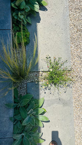 Natuurlijke stadstuin met organische beplanting-The Green Fix-biodiverse tuin,duurzame tuin,grindpad tuin,groene tuin,natuurlijke beplanting,natuurlijke stadstuin,onderhoudsvriendelijke tuin,organische tuin,siergrassen,stadstuin,staptegels tuin,The Green Fix,vaste planten-Natuurlijke stadstuin met organische beplanting | The Green Fix-OBLY