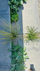 Natuurlijke stadstuin met organische beplanting-The Green Fix-biodiverse tuin,duurzame tuin,grindpad tuin,groene tuin,natuurlijke beplanting,natuurlijke stadstuin,onderhoudsvriendelijke tuin,organische tuin,siergrassen,stadstuin,staptegels tuin,The Green Fix,vaste planten-Natuurlijke stadstuin met organische beplanting | The Green Fix-OBLY