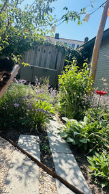 Natuurlijke stadstuin met organische beplanting-The Green Fix-biodiverse tuin,duurzame tuin,grindpad tuin,groene tuin,natuurlijke beplanting,natuurlijke stadstuin,onderhoudsvriendelijke tuin,organische tuin,siergrassen,stadstuin,staptegels tuin,The Green Fix,vaste planten-Natuurlijke stadstuin met organische beplanting | The Green Fix-OBLY