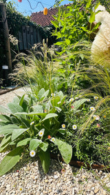 Natuurlijke stadstuin met organische beplanting-The Green Fix-biodiverse tuin,duurzame tuin,grindpad tuin,groene tuin,natuurlijke beplanting,natuurlijke stadstuin,onderhoudsvriendelijke tuin,organische tuin,siergrassen,stadstuin,staptegels tuin,The Green Fix,vaste planten-Natuurlijke stadstuin met organische beplanting | The Green Fix-OBLY