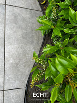Moderne achtertuin met organische beplanting
