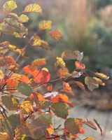 Villatuin aan natuurgebied in Amstelveen-The Green Fix-biodiversiteit,landschappelijke tuin,luxe tuin,moderne villatuin,natuurlijke beplanting,natuurlijke tuin,organische borders,siergrassen,terrassen,The Green Fix,tuin aan natuurgebied,vaste planten,villatuin,villatuin Amstelveen-Villatuin aan natuurgebied in Amstelveen | The Green Fix-OBLY