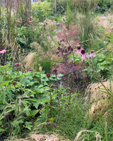 Villatuin aan natuurgebied in Amstelveen-The Green Fix-biodiversiteit,landschappelijke tuin,luxe tuin,moderne villatuin,natuurlijke beplanting,natuurlijke tuin,organische borders,siergrassen,terrassen,The Green Fix,tuin aan natuurgebied,vaste planten,villatuin,villatuin Amstelveen-Villatuin aan natuurgebied in Amstelveen | The Green Fix-OBLY