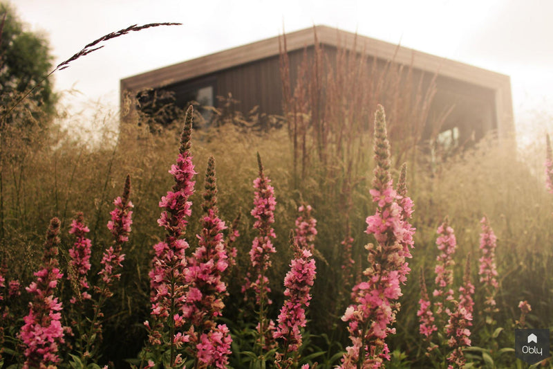 Landschappelijke tuin voor woonark-Jeroen Hamers Tuin- en Landschaparchitect-alle,Tuinen-OBLY