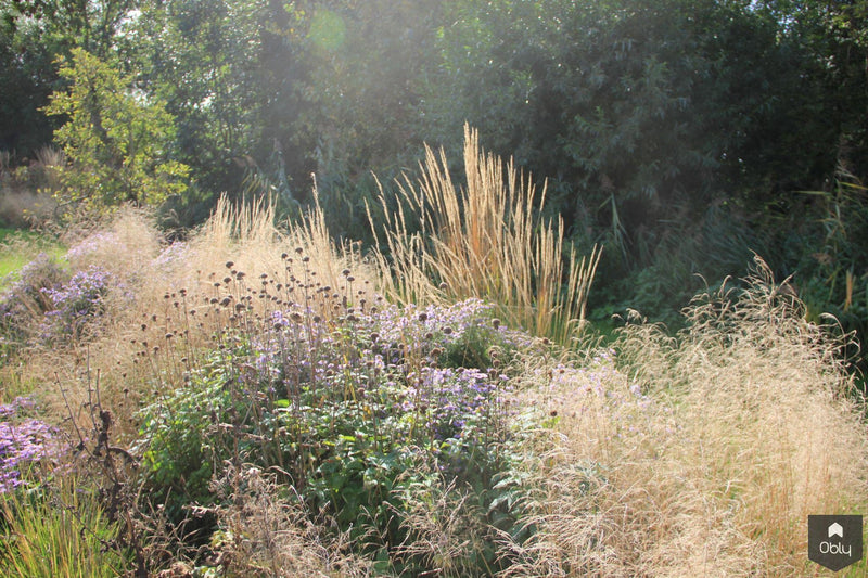 Landschappelijke tuin voor woonark-Jeroen Hamers Tuin- en Landschaparchitect-alle,Tuinen-OBLY