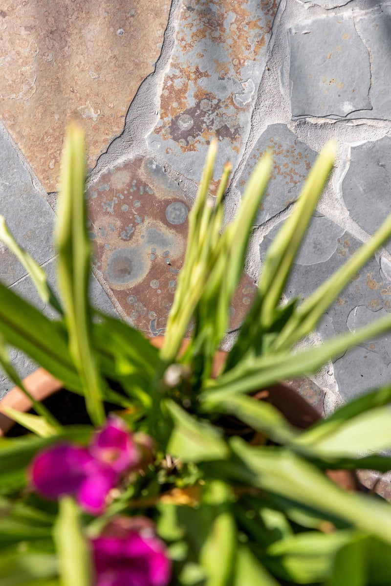 Multicolour flagstones roest-tint-Van den Heuvel & Van Duuren-Tuin-Multicolour flagstones met roest-tinten-OBLY