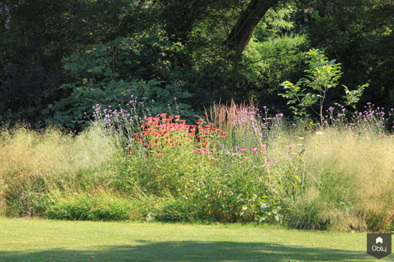 Natuurlijke tuin met vaste planten-Jeroen Hamers Tuin- en Landschaparchitect-alle,Tuinen-OBLY