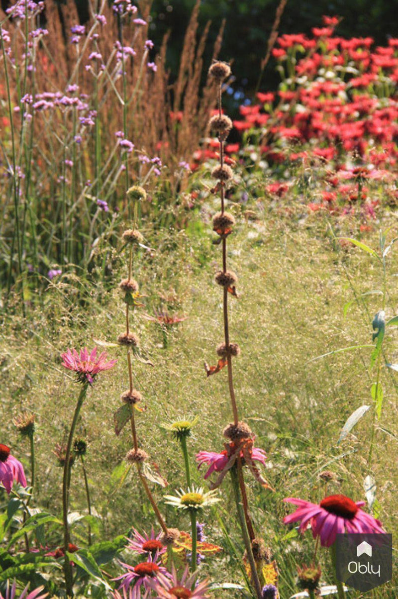 Natuurlijke tuin met vaste planten-Jeroen Hamers Tuin- en Landschaparchitect-alle,Tuinen-OBLY