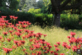 Natuurlijke tuin met vaste planten-Jeroen Hamers Tuin- en Landschaparchitect-alle,Tuinen-OBLY