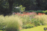 Natuurlijke tuin met vaste planten-Jeroen Hamers Tuin- en Landschaparchitect-alle,Tuinen-OBLY